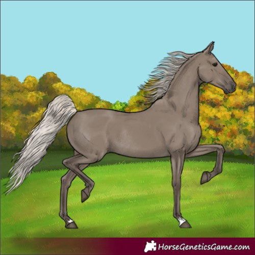 Horse Color:Silver Grullo Rabicano 