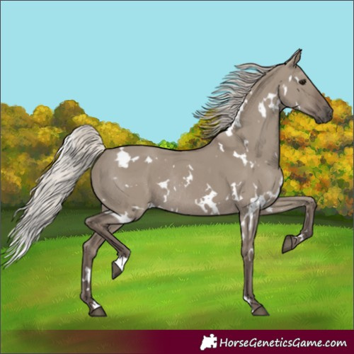 Horse Color:White Spotted Silver Grullo Rabicano 