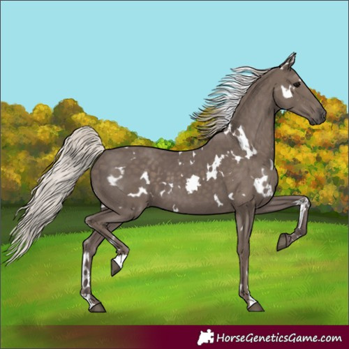 Horse Color:White Spotted Silver Black 