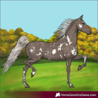 Horse Color:White Spotted Silver Black 