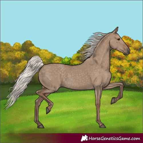 Horse Color:Silver Grullo Rabicano 