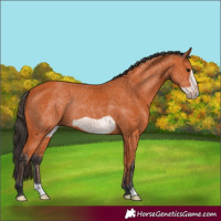 Horse Color:Bay Frame