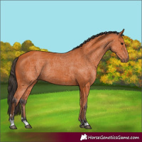 Horse Color:Bay 