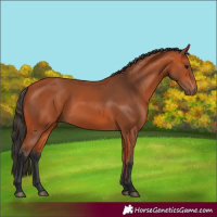 Horse Color:Bay Rabicano 