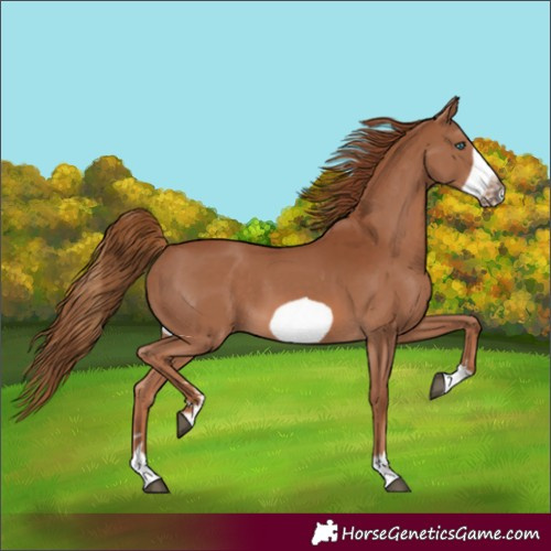 Horse Color:Chestnut Frame 