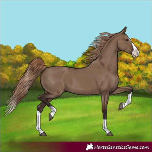 Horse Color:Liver Red Dun Splash 