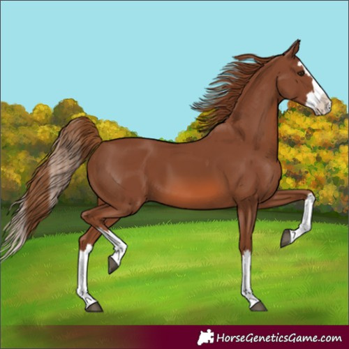 Horse Color:Chestnut Splash 