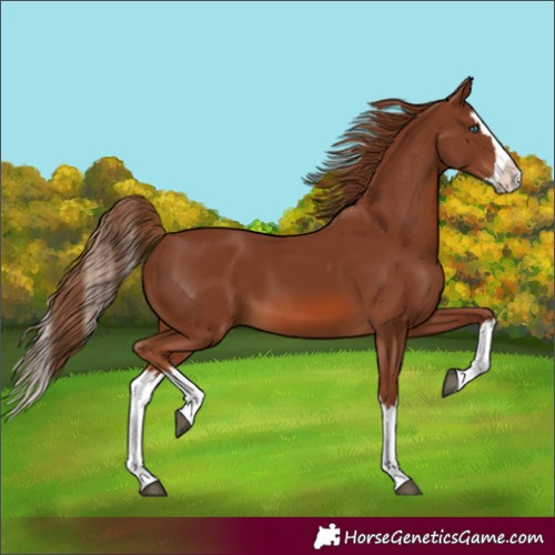 Horse Color:Chestnut Splash 