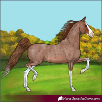 Horse Color:Red Roan Splash 
