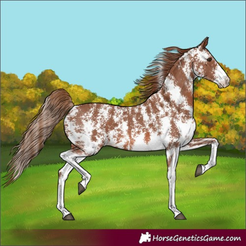 Horse Color:Chestnut Sabino 