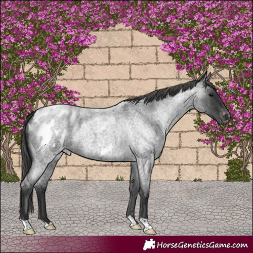 Horse Color:Blue Roan Blanket 