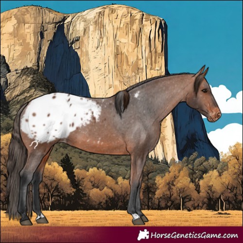 Horse Color:Bay Appaloosa 