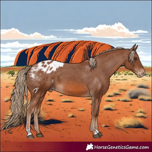 Horse Color:Chestnut Appaloosa