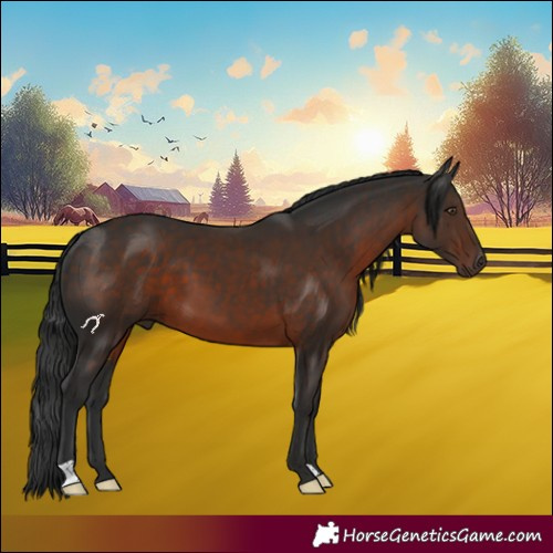 Horse Color:Liver Chestnut 
