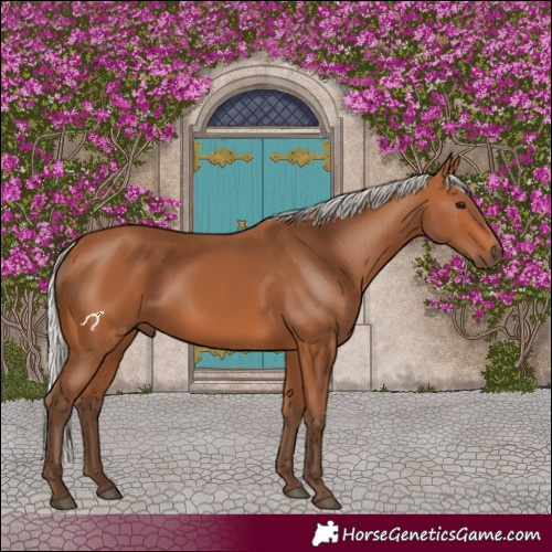Horse Color:Silver Bay 