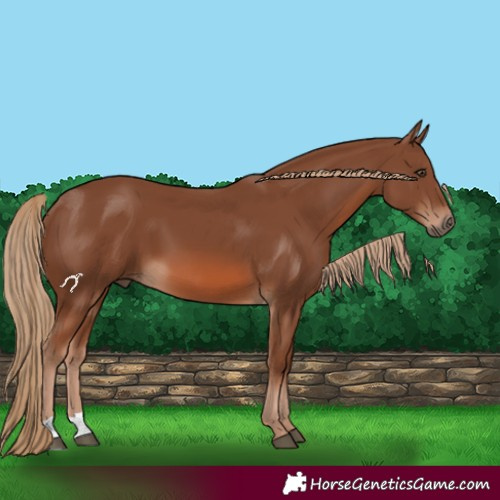 Horse Color:Chestnut 