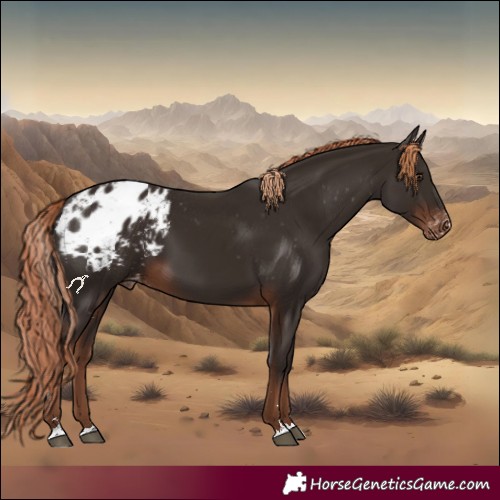 Horse Color:Liver Chestnut Blanket 