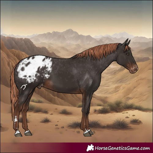 Horse Color:Liver Chestnut Appaloosa