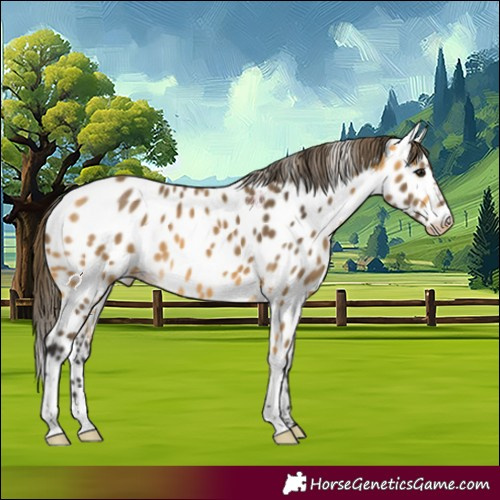 Horse Color:Buckskin Appaloosa 