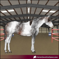 Horse Color:White Spotted Brown 