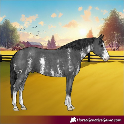 Horse Color:Black Sabino 