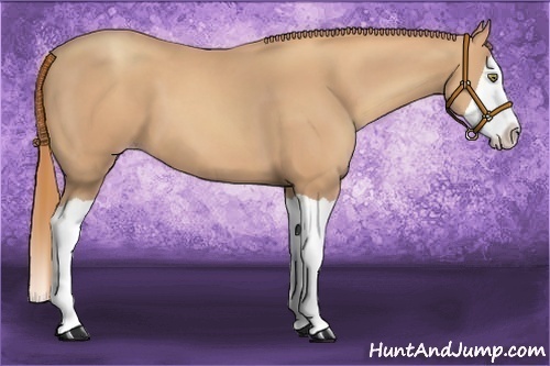Horse Color:Gold Champagne Splash 