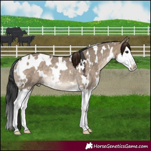 Horse Color:White Spotted Brown Dun Splash Rabicano 