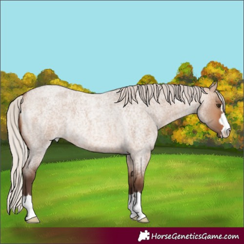 Horse Color:Silver Brown Roan Dun Rabicano 