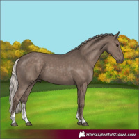 Horse Color:Silver Black Sabino 