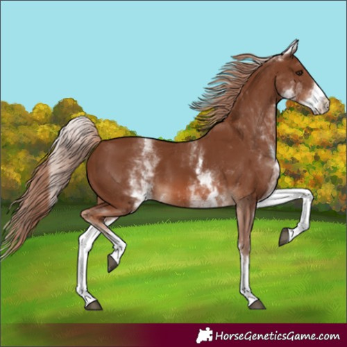 Horse Color:White Spotted Chestnut 
