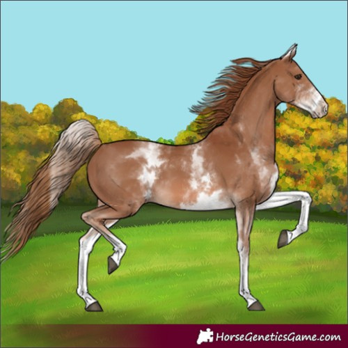 Horse Color:White Spotted Chestnut 