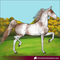 Horse Color:White Spotted Chestnut 