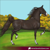 Horse Color:Liver Chestnut 