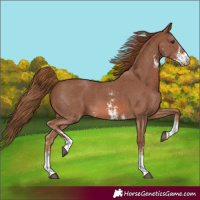 Horse Color:Chestnut Sabino