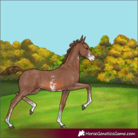 Horse Color:Chestnut Sabino 