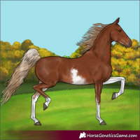 Horse Color:White Spotted Chestnut 