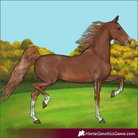 Horse Color:Chestnut Sabino 