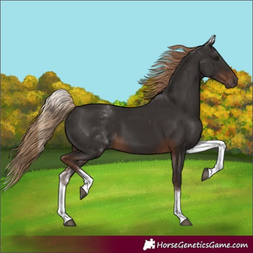 Horse Color:White Spotted Liver Chestnut 