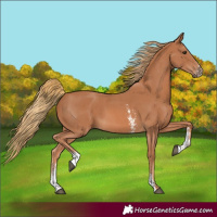 Horse Color:Chestnut Sabino 