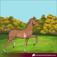 Horse Color:Chestnut Sabino 