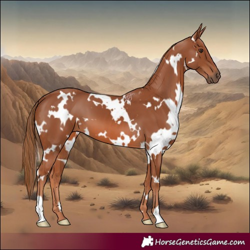 Horse Color:White Spotted Chestnut 