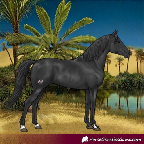 Horse Color:Black 