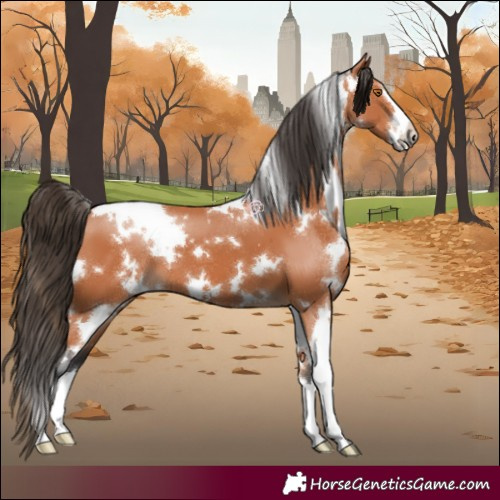 Horse Color:White Spotted Bay