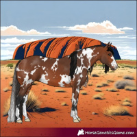 Horse Color:White Spotted Bay