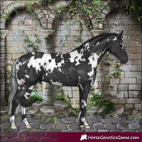 Horse Color:White Spotted Black 