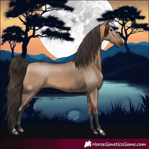 Horse Color:Bay Dun 