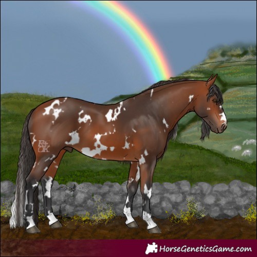 Horse Color:White Spotted Bay 