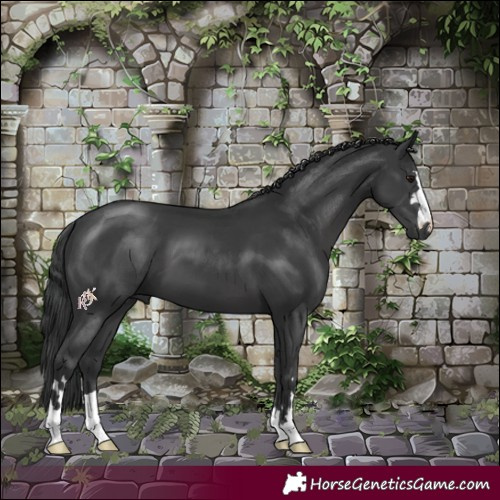 Horse Color:Black 
