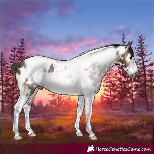 Horse Color:Gray Bay Tobiano Frame Near Leopard 