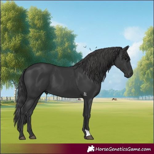 Horse Color:Black 